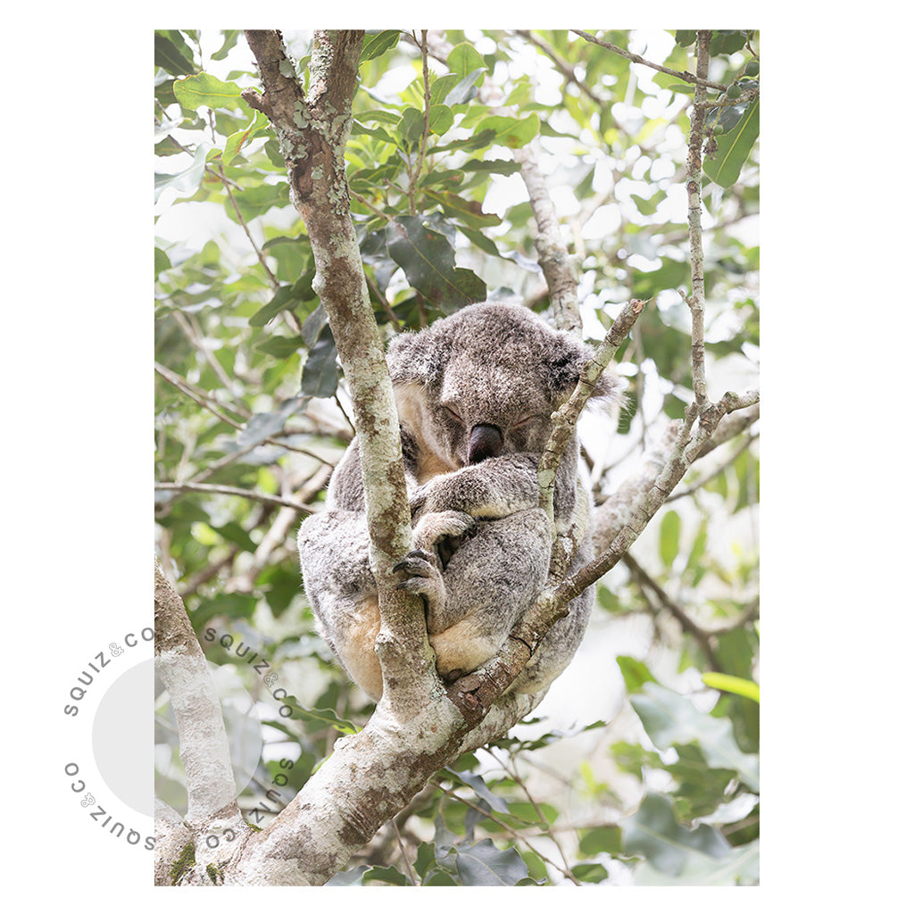 Australian Koala by Nancy Louise | Photo Print