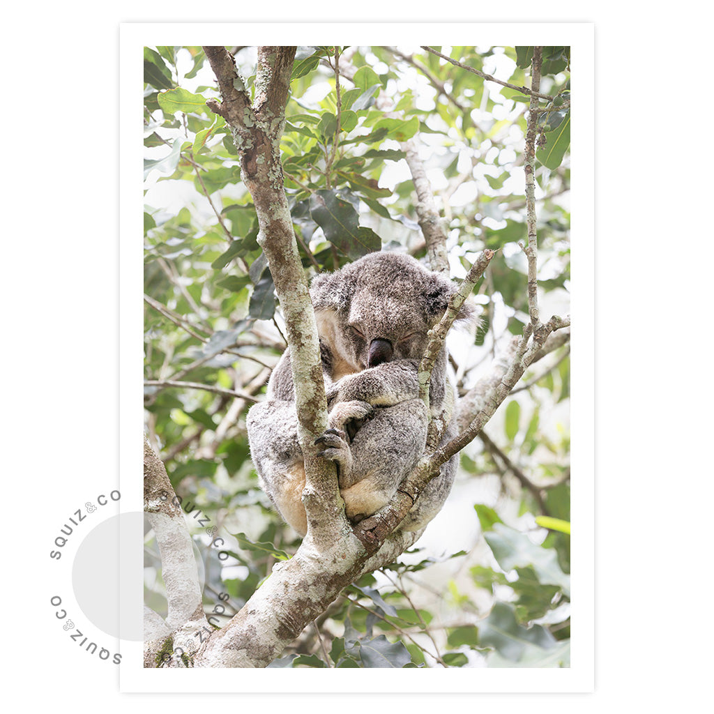 Australian Koala by Nancy Louise | Photo Print