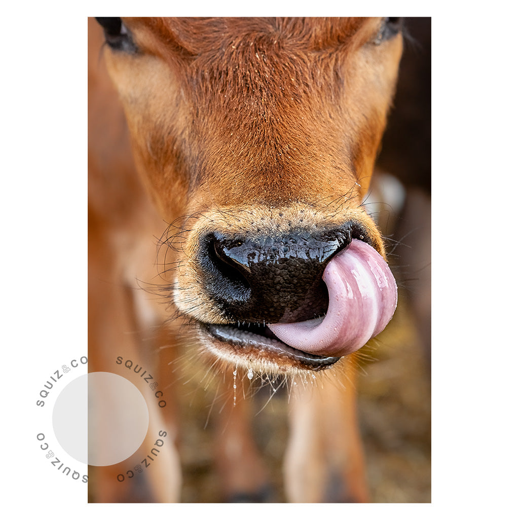 Moo Cow II by Nancy Louise | Photo Print